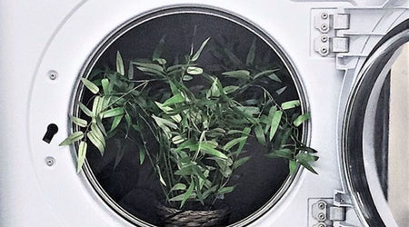 Blanc How to Eliminate Your Textile Moths Problem: The BLANC Ozone Treatment Solution