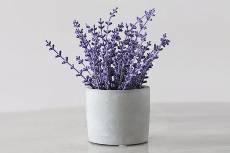 Blanc 5 Health Benefits of Lavender