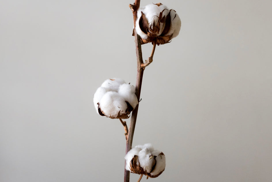 Is Organic Cotton The Most Eco-Friendly Choice?