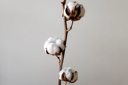 Blanc BLANC x The Collaborative Store - What are the most sustainable fabrics?
